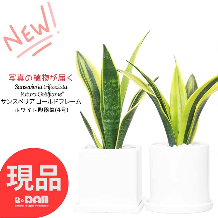 楽天市場】【選べる現品発送】観葉植物 サンスベリア ゼラニカ コンパクタ 高さ約60〜80cm エッグ セメントポット 7号サイズ サンセベリア  育てやすい トラノオ 千歳欄 マイナスイオン 空気清浄 多肉植物 魔除け 開店祝い 新築祝い ギフト風水 厳選 : 観葉植物の専門店e-RAN