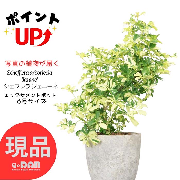 楽天市場】＼ポイント2倍／【選べる現品発送】 観葉植物 斑入り シェフレラ ジェニーネ 高さ約45~60cm エッグセメントポット 6号サイズ  曲がり樹形 金魚葉カポック 枝変わり 金魚の尾のような形 希少 レナータ ハートリーフ 盆栽 個性的 小さい ミニ 夏ギフト 厳選 : 観葉 ...