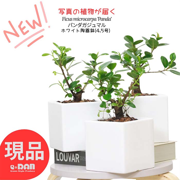 楽天市場】【数量限定販売】観葉植物 希少種 コパンダガジュマル セメントポット鉢 管理説明書 受皿付 肥料小袋プレゼント【フィカス ギフト 厳選品  パンダガジュマル ドワーフ 矮性 多幸の木 精霊 自然樹形 マルバガジュマル 風水 キムジナー 小さい 我樹丸】 夏ギフト ...