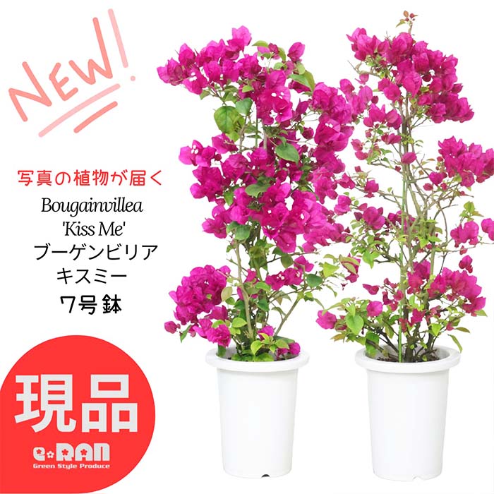 楽天市場】ブーゲンビリア ピンク系 5号鉢植え苗 : 千草園芸