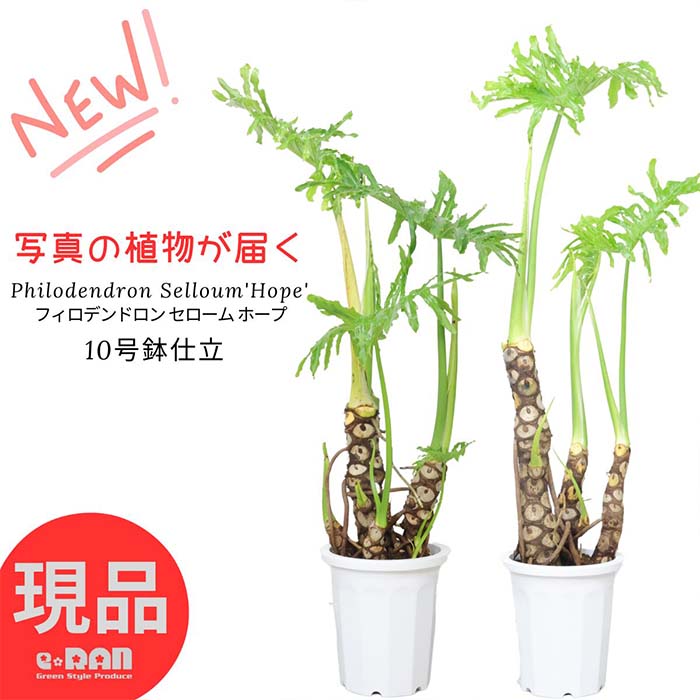 楽天市場】観葉植物 大型 コルジリネ チョコレートクイーン 陶器鉢 白 高さ約145cm 9号サイズ 管理説明書 受皿付き 肥料小袋プレゼント  チョコレート色 縦斑 希少 コルディリネ グッドラックツリー センネンボク ハワイアンティ ーリーフ マーブル オシャレ【現品発送 ...