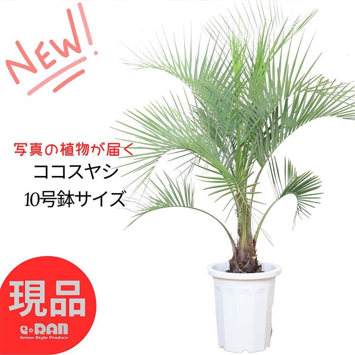 楽天市場】【現品発送】ココスヤシ 特大株 45cmコンテナ植え