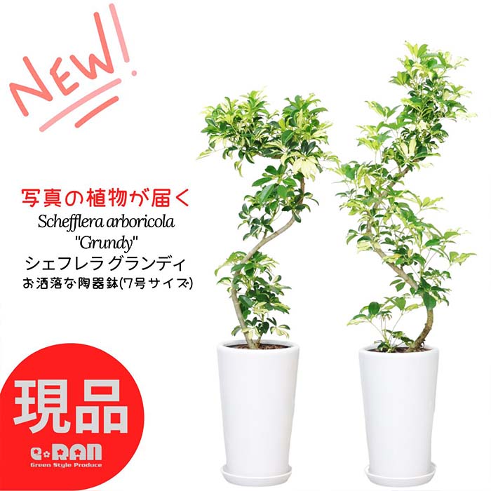 楽天市場】【選べる現品発送】観葉植物 斑入り シェフレラ グランディ 高さ約100～120cm 陶器鉢 7号サイズ シェフレラ ホンコン カポック  アルボリコラ 曲線 曲がり樹形 耐寒性 オクトパスツリー 黄色い葉 Schefflera arboricola