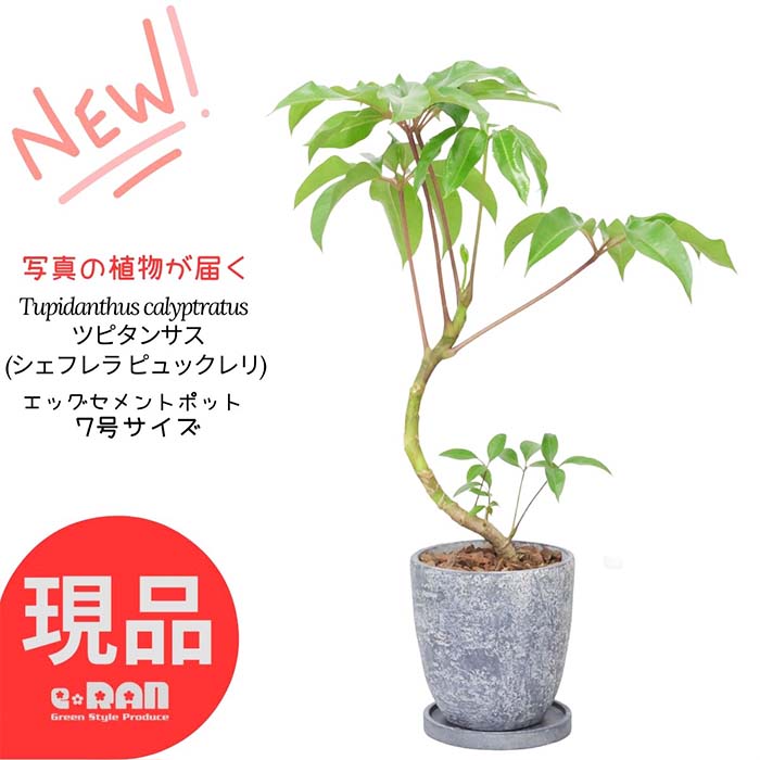 楽天市場】＼ポイント10倍／観葉植物ドラセナ コンパクタ 激レア 綴化入り 陶器鉢 8号サイズ 高さ約96cm 管理説明書 受皿付き  肥料小袋プレゼント 入手困難 ドラセナ ワーネッキー ドワーフ 矮性 綴(せっか) 突然変異（デレメンシス）珍しい 希少種【現品発送】 厳選 ...