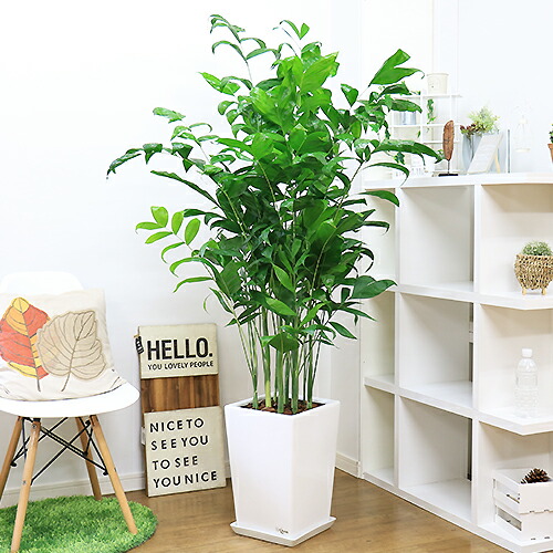 観葉草木の虫打つ手