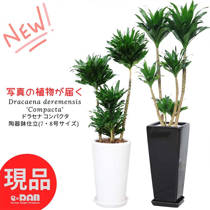 観葉草木の虫打つ手