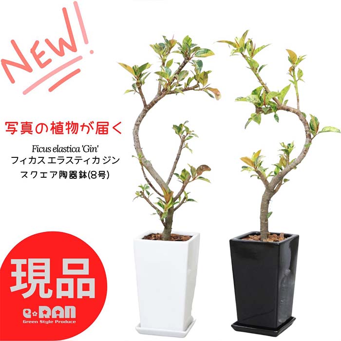 楽天市場】【選べる現品発送】観葉植物 フィカス エラスティカ ジン 高さ約30～45cm 4号サイズ 陶器鉢 白 スクエア ラウンド 管理説明書  受皿付き 肥料小袋プレゼント 入手困難 ゴムの木 散り斑 斑入り Ficus elastica 'Gin' 流通の少ない 希少種 シンボルツリー  夏ギフト ...