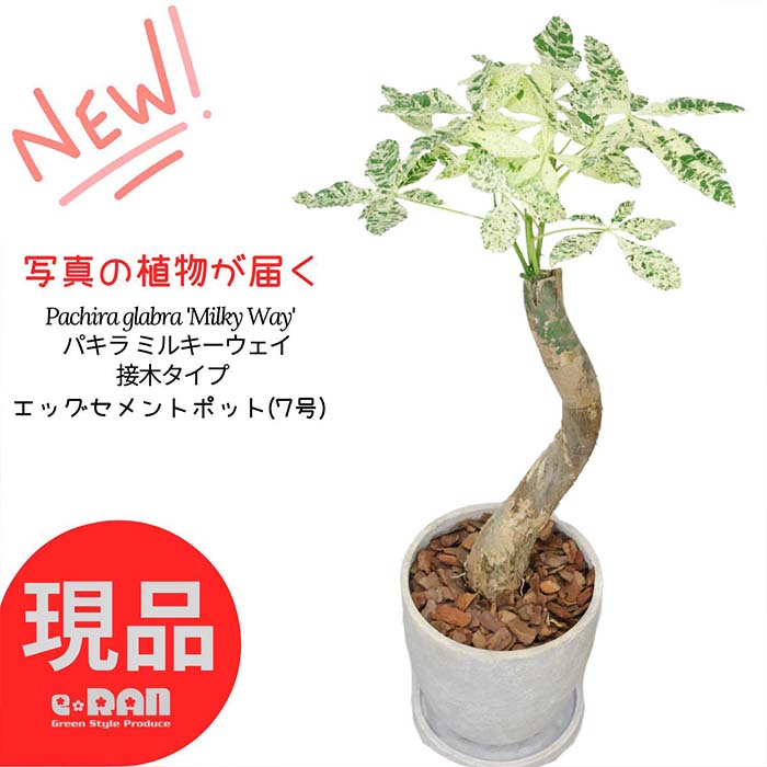 楽天市場】【現品・現物】【送料無料（一部除外地域あり】希少な