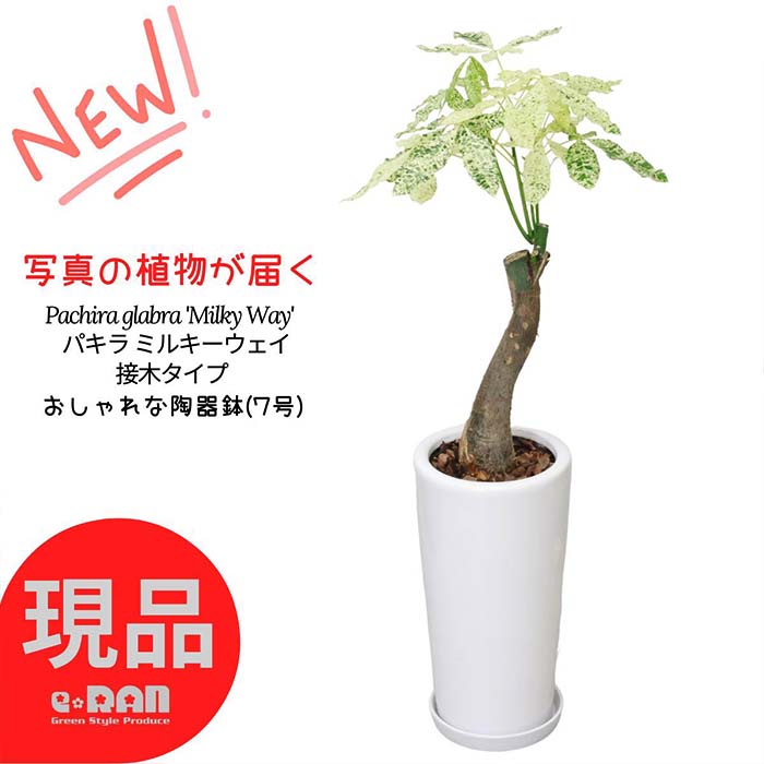 楽天市場】【選べる現品発送】観葉植物 黄斑入り パキラ ムーンライト エッグセメントポット7号サイズ 高さ65〜80cm 接木 幹の太い レアな植物  斑入りの葉 植物 おしゃれ ぱきら 発財樹 ライムグリーン 珍しい 入手困難 レア 結婚祝い 新築祝い 厳選 : 観葉植物の専門店e-RAN