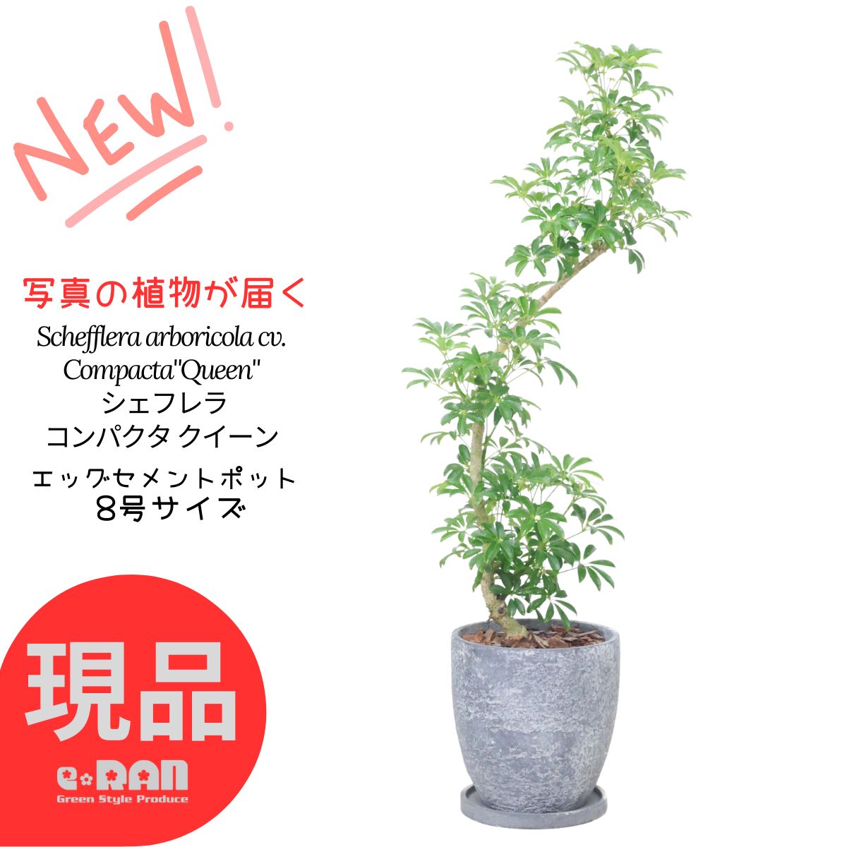 楽天市場】【選べる現品発送】観葉植物 斑入り シェフレラ グランディ 高さ約65～85cm エッグセメントポット 7号サイズ シェフレラ ホンコン  カポック アルボリコラ 曲線 曲がり樹形 耐寒性 オクトパスツリー 黄色い葉 Schefflera arboricola