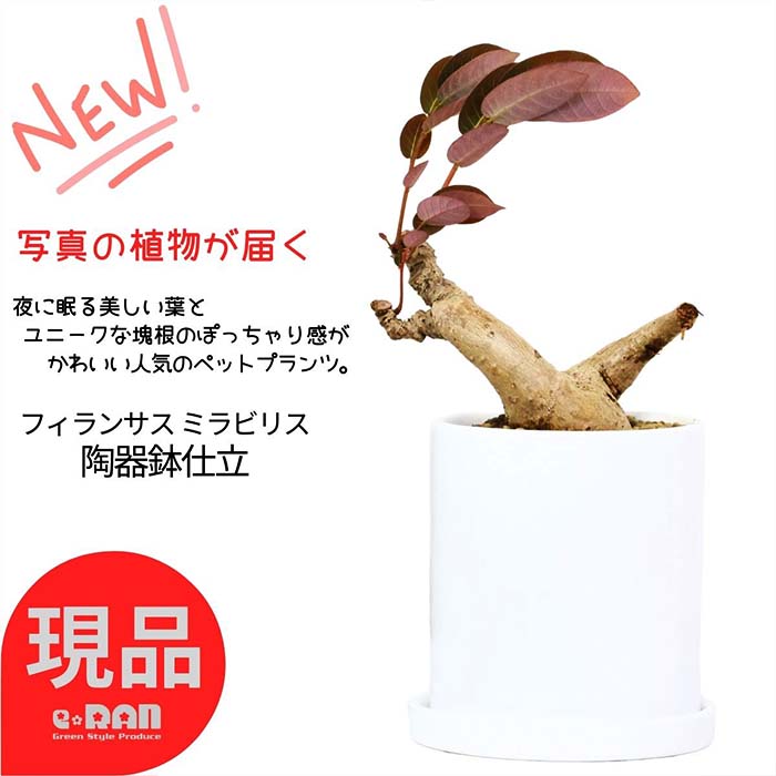 楽天市場】塊根植物 フィランサス ミラビリス セメントポット 高さ約36cm 5号サイズ 管理説明書 受皿付き 希少 観葉植物 アイランサス  コーデックス プランツ Caudex 多肉 葉が閉じる 珍しい塊根 ユニークな植物 ペットプランツ 冬季落葉【現品発送】 : 観葉植物の専門店e-RAN