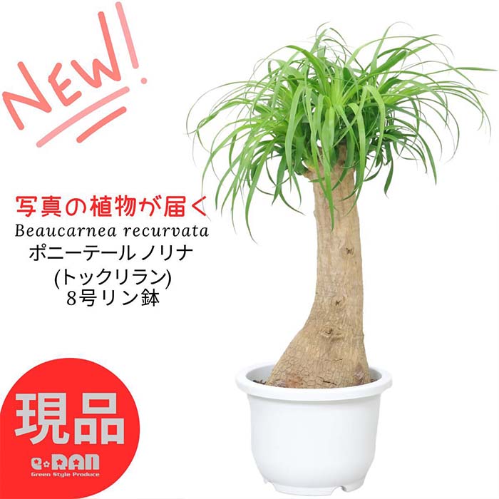 楽天市場】【スーパーSALE】【選べる現品発送】観葉植物 大型 ポニーテール ノリナ(トックリラン) 10号鉢 高さ約155〜170m 幹太  管理説明書 受皿付き 肥料小袋プレゼント 耐寒性 Nolina 古木 徳利蘭ボトルツリー 壺 多肉 塊根 観葉植物 個性的 おしゃれ 厳選 :  観葉植物の ...