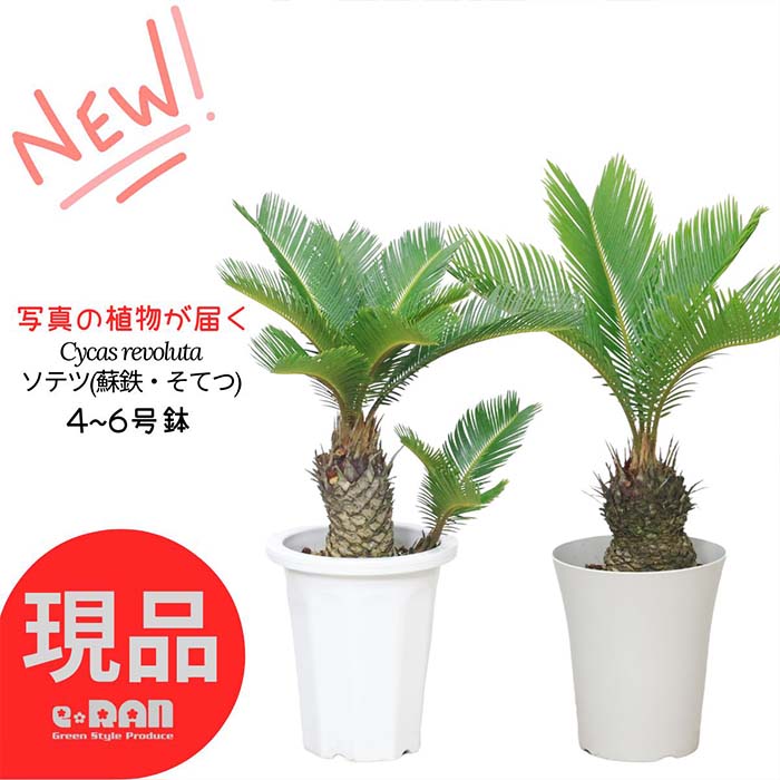 楽天市場】＼ポイント2倍／観葉植物 大型 超希少種 幹上がり ソテツ サイカス トゥアルシー 10号鉢 高さ約173cm マダガスカルソテツ  Cycas thouarsii 入手困難な植物 レア品種 そてつ ヤシの木 大きい 南国風 ドライガーデン おしゃれなインテリアグリーン【現品発送】  夏 ...