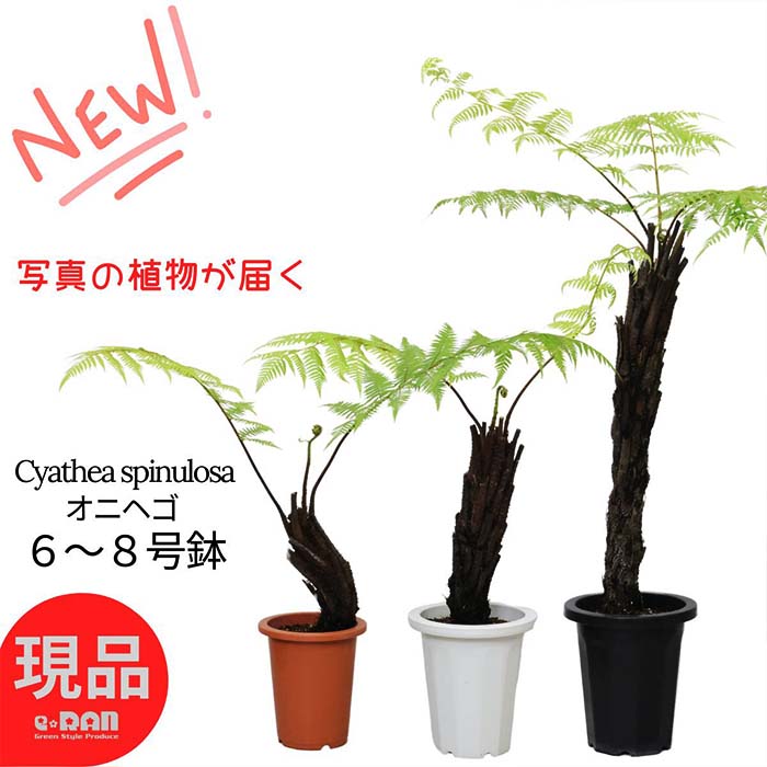 楽天市場】観葉植物 希少種 アグラオネマ コミュタツム カトラス 高さ