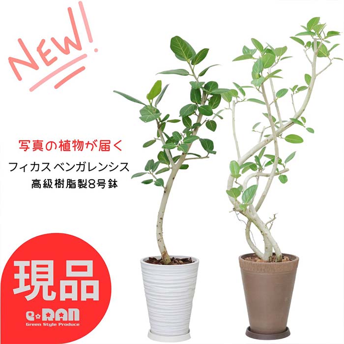 楽天市場】観葉植物 大型 パンダ ガジュマル 陶器鉢 白 高さ約138cm 9号サイズ 花 ガーデン DIY 風水 部屋 キムジナー ぱんだ  がじゅまる フィカス 精霊 自然樹形 贈り物におすすめ かわいい 丸葉ガジュマル 希少レア Ficus microcarpa 'Panda'【現品発送】  夏ギフト 厳選 ...