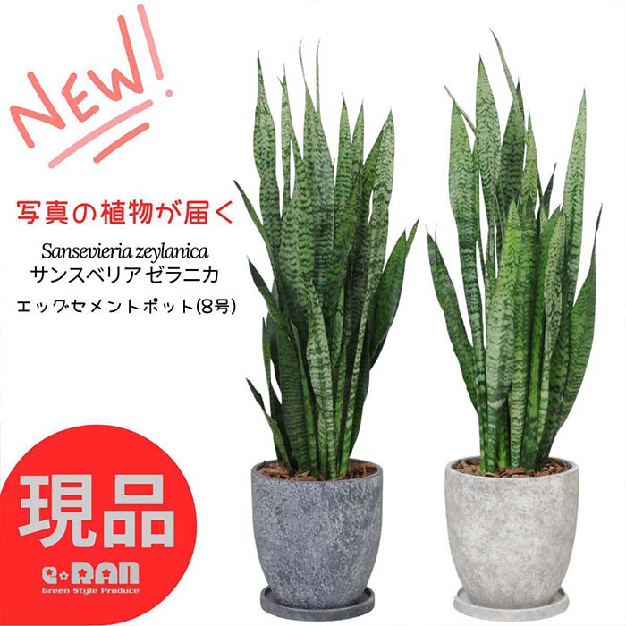 楽天市場】【選べる現品発送】観葉植物 サンスベリア ゼラニカ コンパクタ 高さ約60〜80cm エッグ セメントポット 7号サイズ サンセベリア  育てやすい トラノオ 千歳欄 マイナスイオン 空気清浄 多肉植物 魔除け 開店祝い 新築祝い ギフト風水 厳選 : 観葉植物の専門店e-RAN