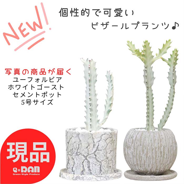 楽天市場】【形がユニーク・現品】ユーフォルビア”ホワイトゴースト