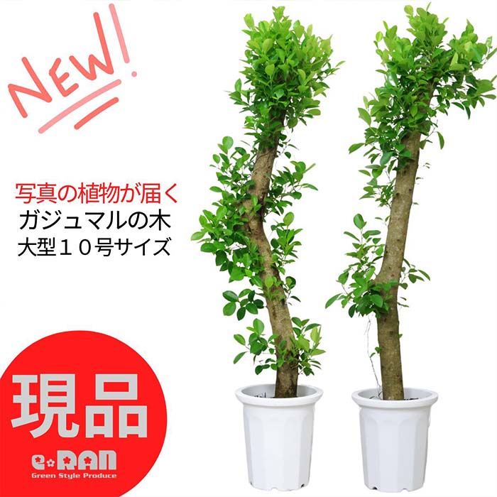 楽天市場】\ポイント5倍/【選べる現品発送】コパンダ 楽天市場】\ポイント5倍/【選べる現品発送】コパンダ