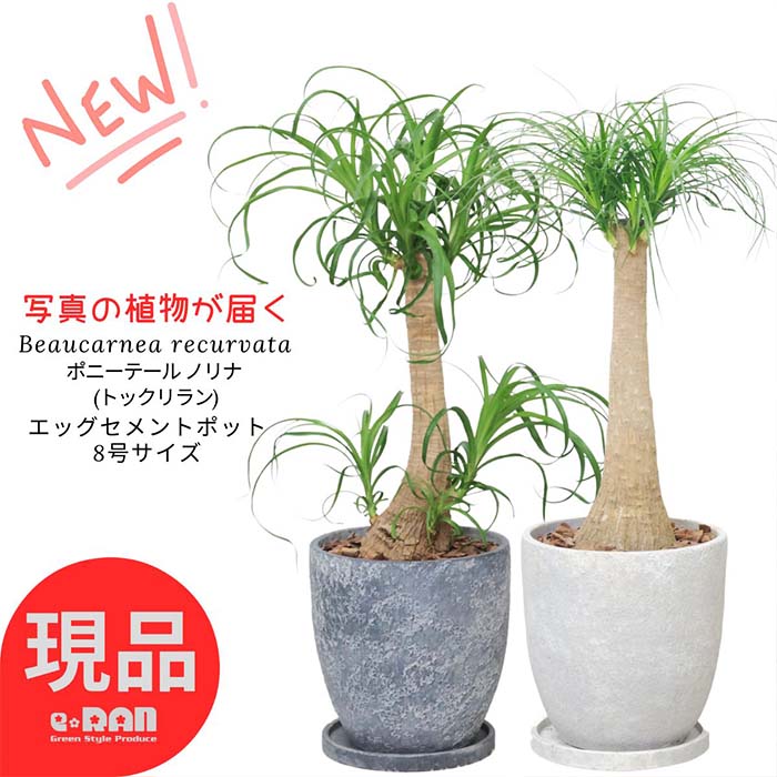 楽天市場】【選べる現品発送】観葉植物 大型 ポニーテール ノリナ(トックリラン) 10号鉢 高さ約155〜170m 幹太 管理説明書 受皿付き  肥料小袋プレゼント 耐寒性 Nolina 古木 徳利蘭ボトルツリー 壺 多肉 塊根 観葉植物 個性的 おしゃれ 厳選 : 観葉植物の専門店e-RAN