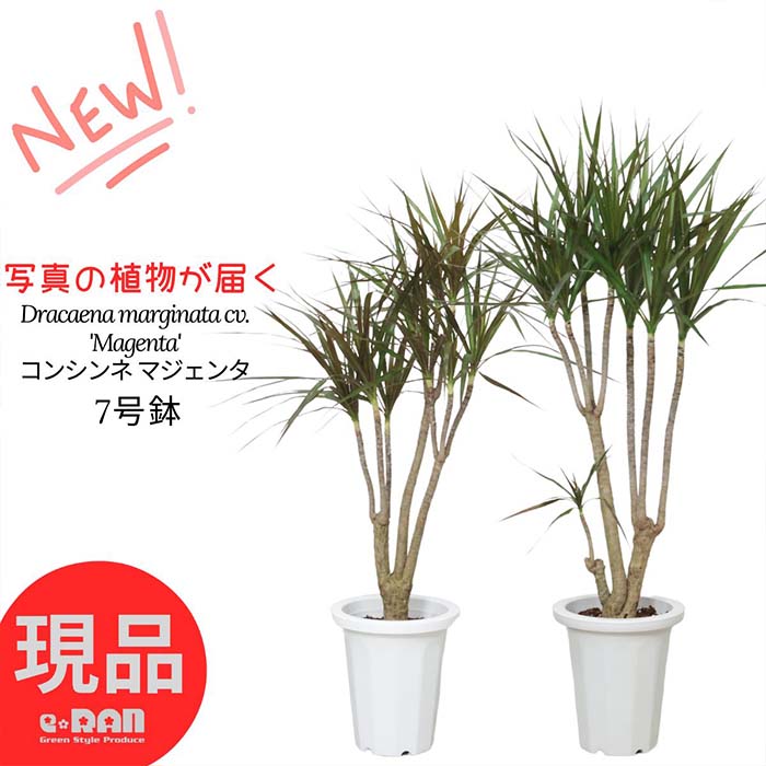 楽天市場】観葉植物 大型 コルジリネ チョコレートクイーン 陶器鉢 白 高さ約141cm 9号サイズ 管理説明書 受皿付き 肥料小袋プレゼント  チョコレート色 縦斑 希少 コルディリネ グッドラックツリー センネンボク ハワイアンティ ーリーフ マーブル オシャレ【現品発送 ...