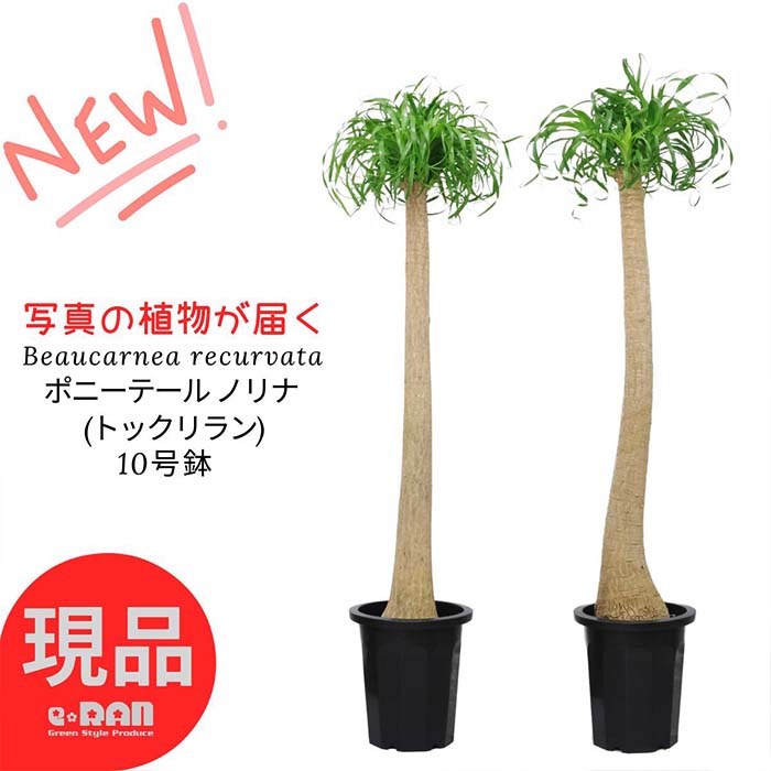 特大 トックリラン ノリナ　ポニーテール ノリナ(トックリラン/ポニーテール) 3.5号の通販 | GreenSnap STORE