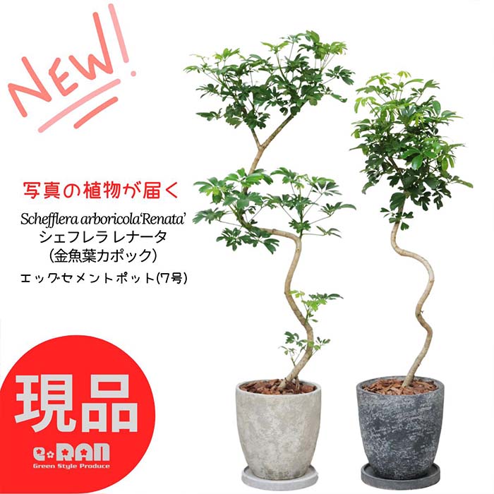 楽天市場】エアープランツ 大型 チランジア キセログラフィカ