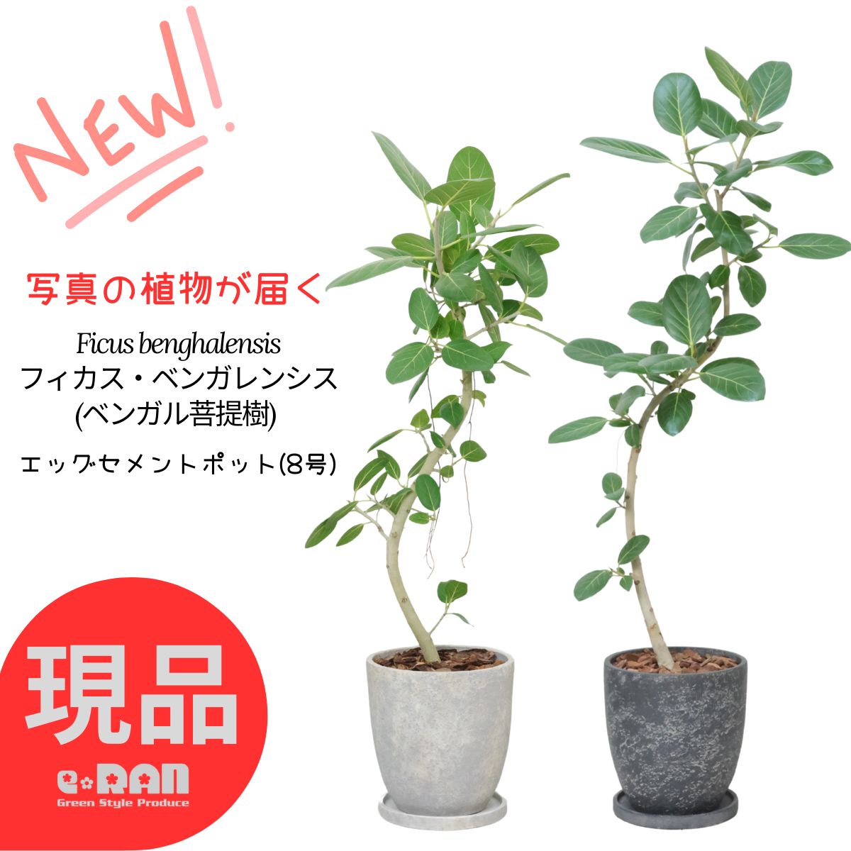 Pyrrosia longifolia ピロシア ロンギフォリア ピロシア ロンギフォリア クリスタータ｜458 Pyrrosia