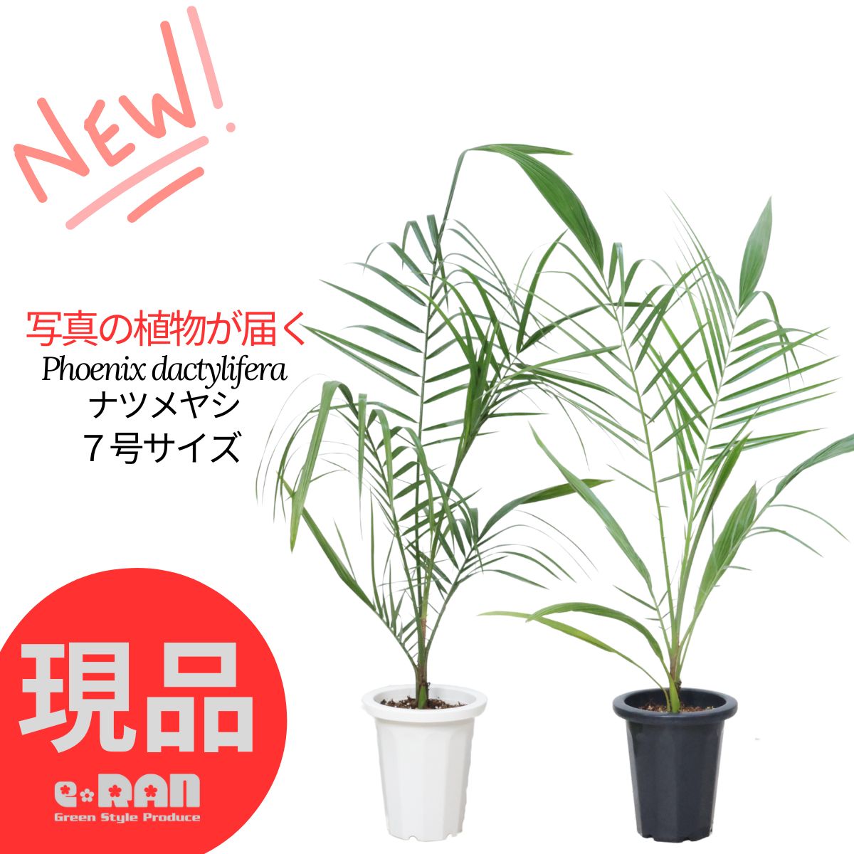 楽天市場】ナツメヤシ（6寸ポット植え） : 日本花卉ガーデン