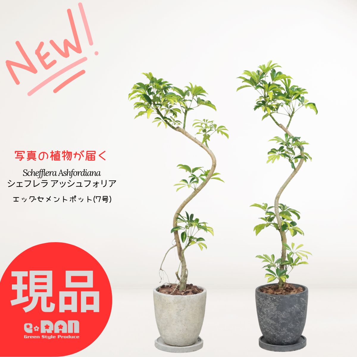 観葉草木の虫打つ手