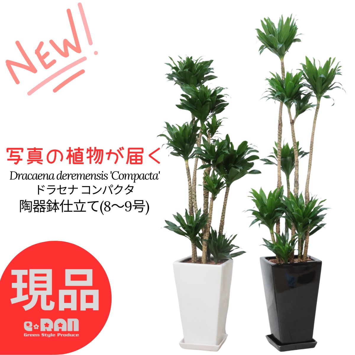観葉草木の虫打つ手