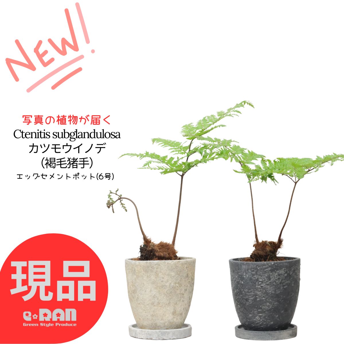 楽天市場】シダ植物 オニヘゴ 希少種 セメントポット 4〜7号