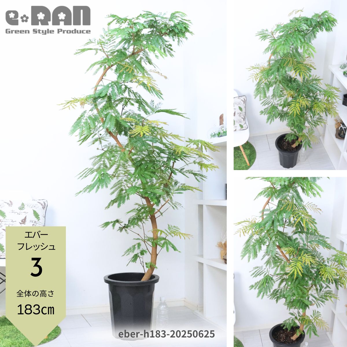 【一点限定】エバーフレッシュ 曲がり 花芽付き Lサイズ 観葉植物 calm 一点限定】エバーフレッシュ 曲がり 花芽付き Lサイズ 観葉植物