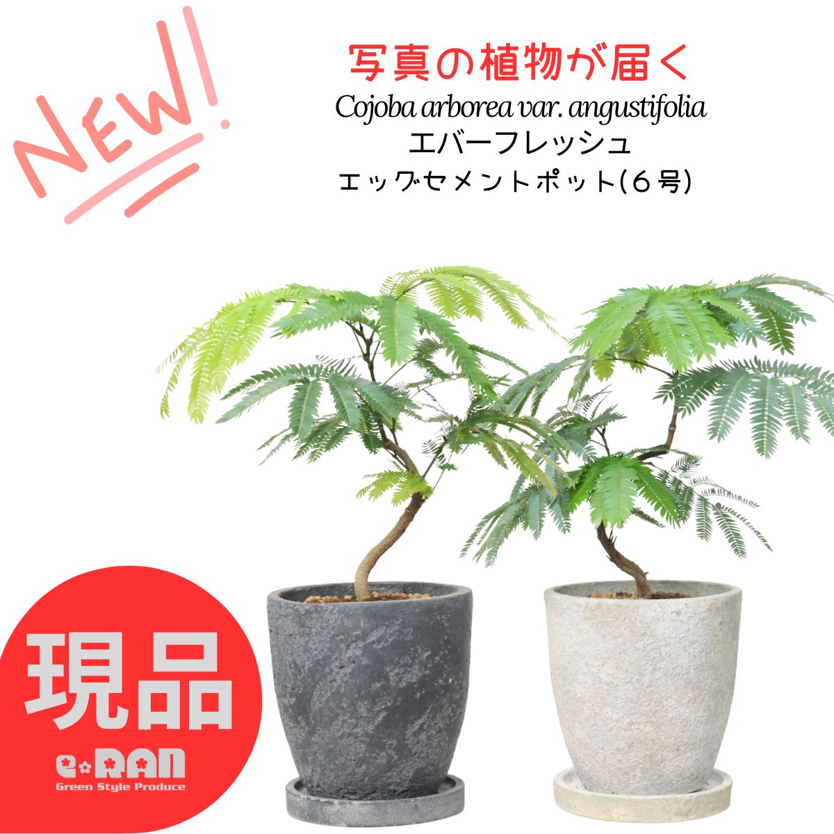 楽天市場】☆希少☆【エバーフレッシュS字カーブ 8号鉢（鉢底