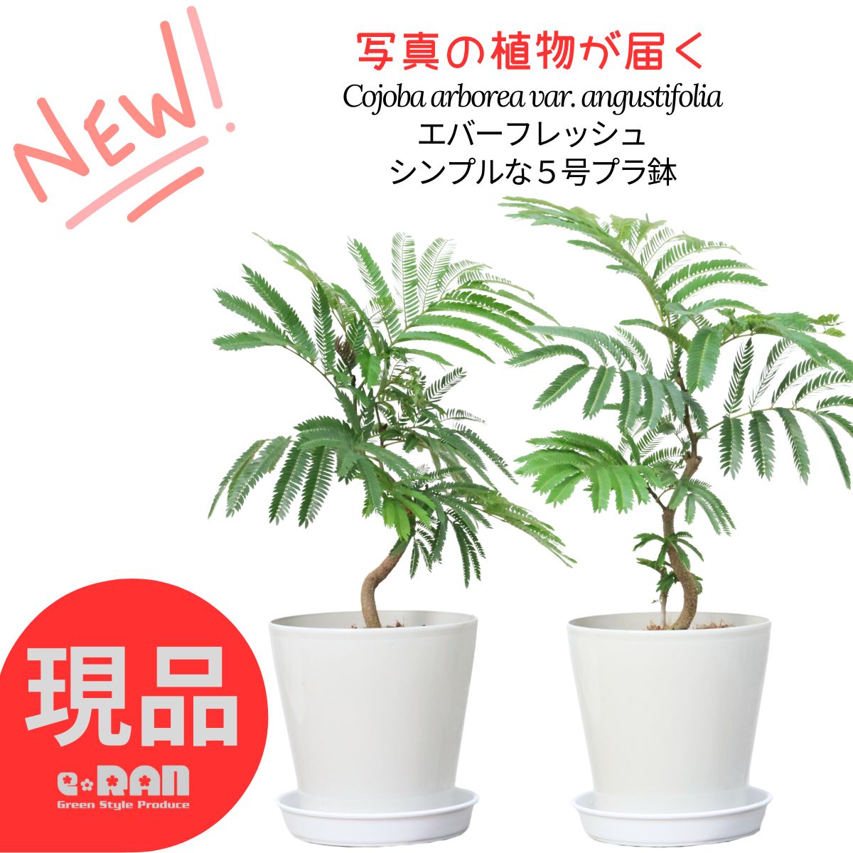 エバーフレッシュ 8号 145cm S-shaped エバーフレッシュ 145cm 8号 S-shaped