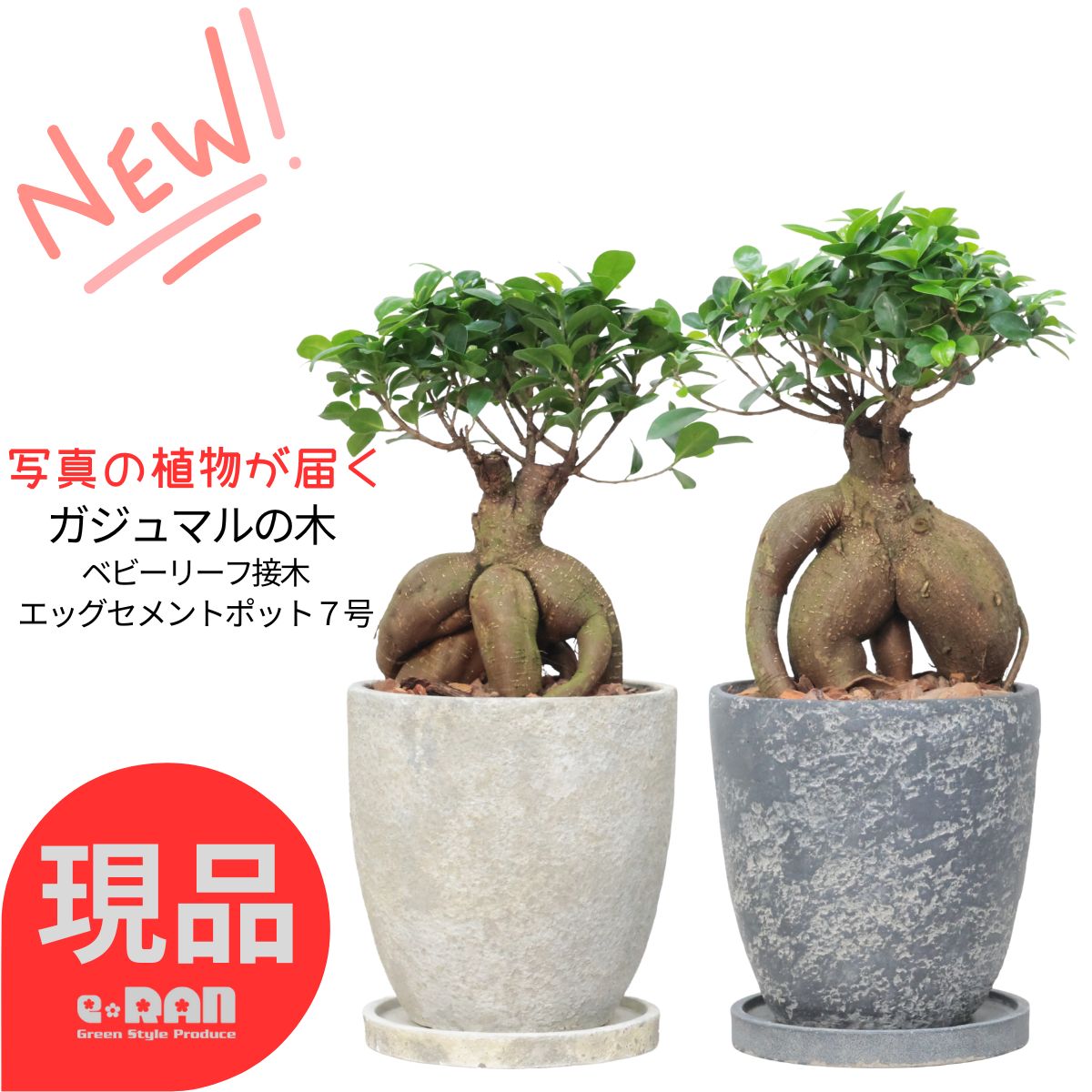観葉草木の虫打つ手