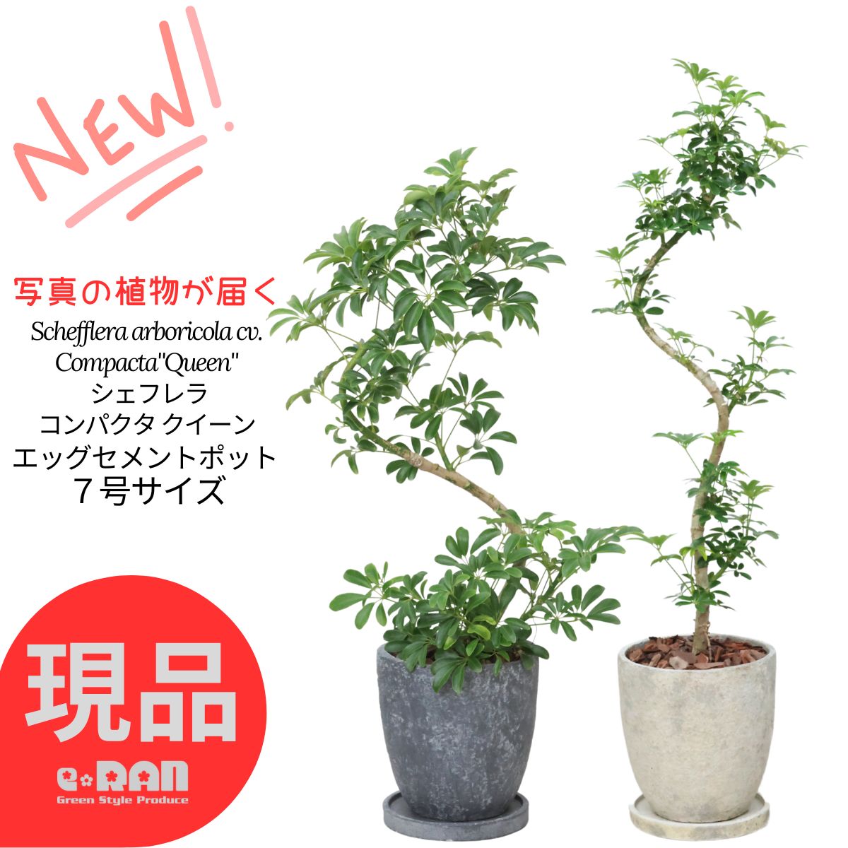 【選べる現品発送】観葉植物 シェフレラ コンパクタ クイーン 7号サイズ 高さ70～100cm エッグセメントポット 曲がり樹形 自然樹形 ホンコンカポック アルボリコラ カポック 丈夫で育てやすい 初心者 耐寒性 オクトパスツリー 店舗 新築祝い 厳選