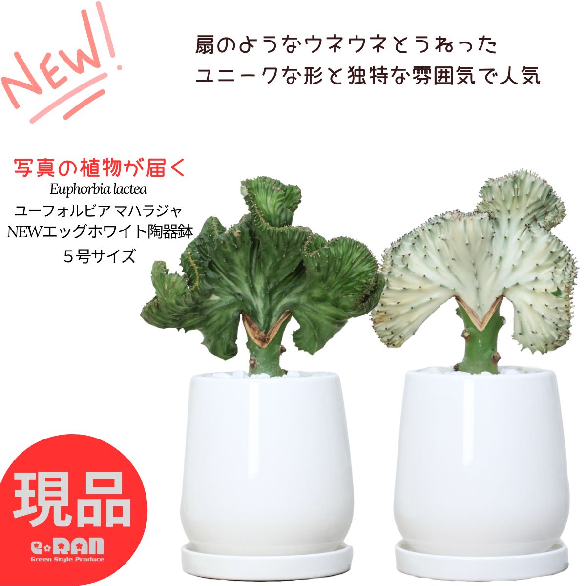 観葉草木の虫打つ手