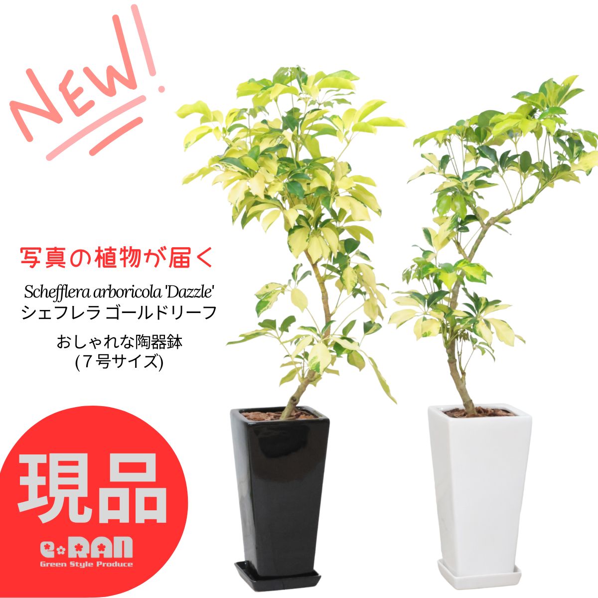 【選べる現品発送】シェフレラ ゴールドリーフ 7号サイズ 高さ約90～110cm 陶器鉢 白 黒 観葉植物 斑入り ホンコン カポック アルボリコラ 曲線 曲がり樹形 耐寒性 オクトパスツリー 黄色い葉 Dazzle 開店祝い 新築祝い 贈答品
