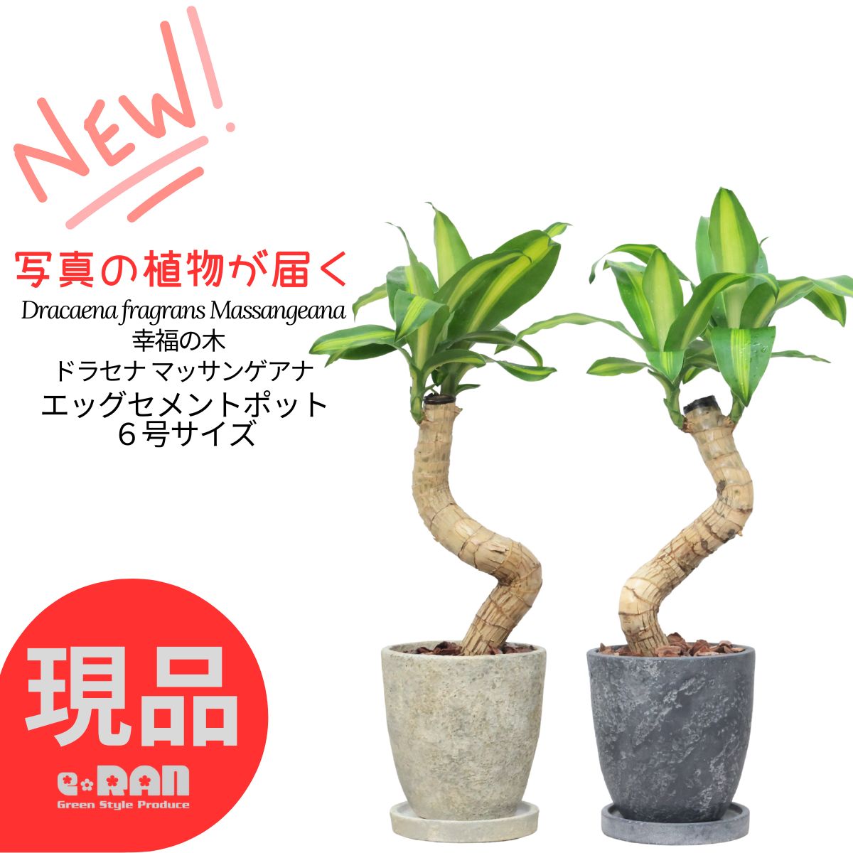 観葉草木の夏準備することと甲斐甲斐しいな育て方 花・観葉植物-観葉植物