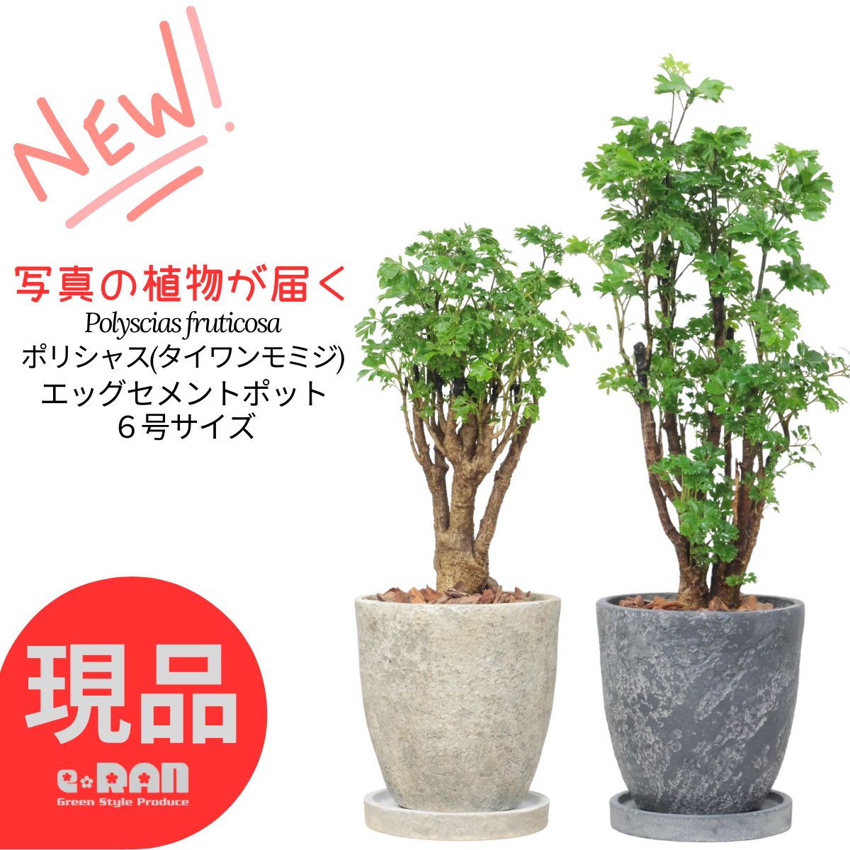 楽天市場】光触媒 人工観葉植物光の楽園 ポリシャス 高さ1.3m