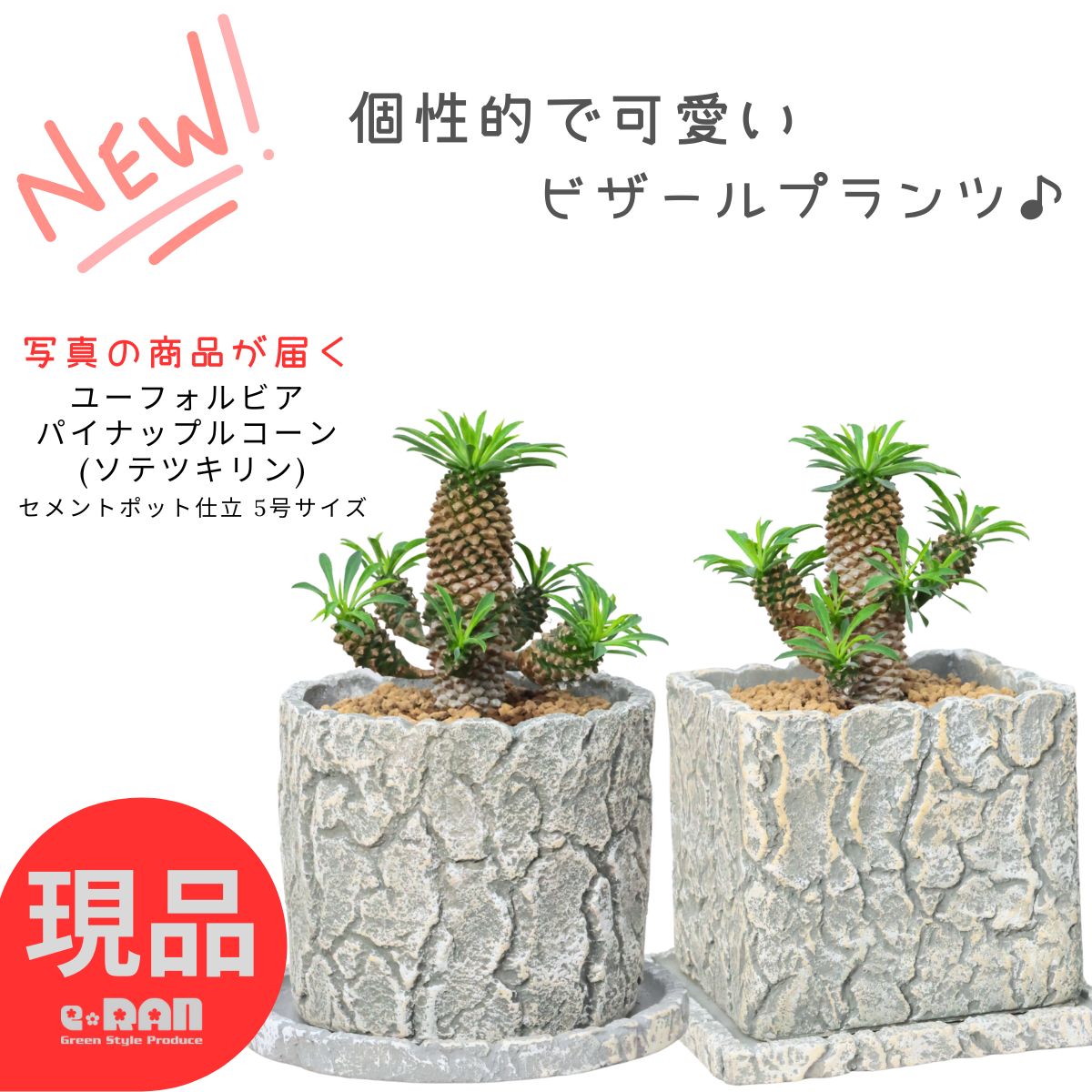楽天市場】【数量限定販売】多肉植物 小鉢 ユーフォルビア