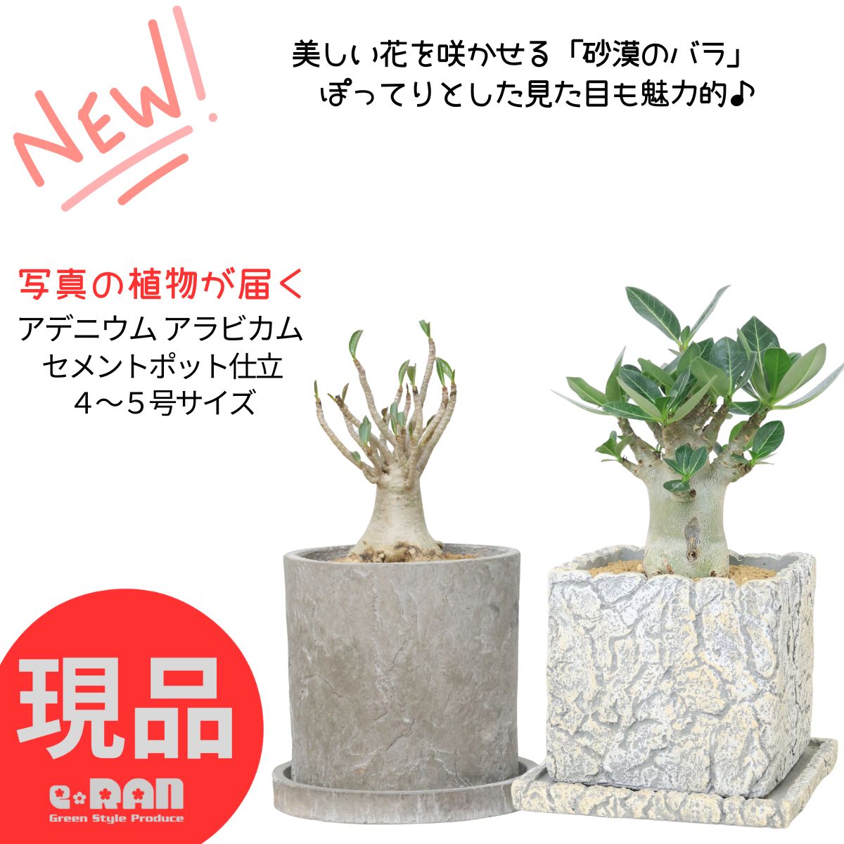 アデニウム　アラビカム　タコ足　大株 楽天市場】コーデックス アデニウム アラビカム 太幹タコ足 5号