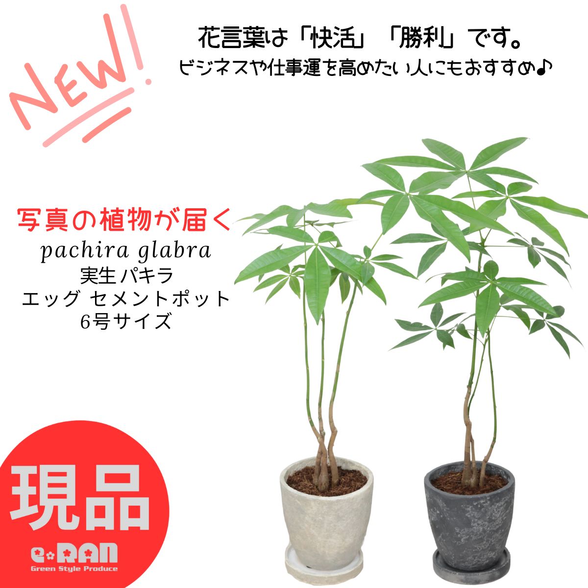 ❤❤縁起物　パキラ　長さ鉢のままは応相談!!!❤❤ ❤❤縁起物 パキラ 長さ鉢のままは応相談!!!❤❤