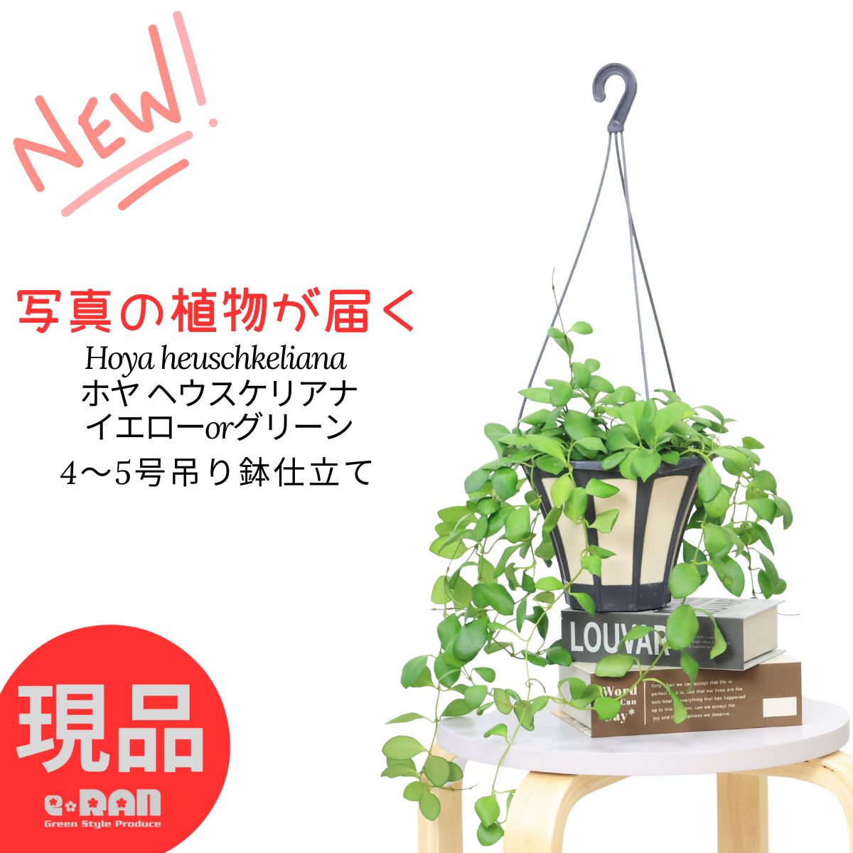 ホヤ ヘウスケリアナ バリエガータ Hoya Heuschkeliana