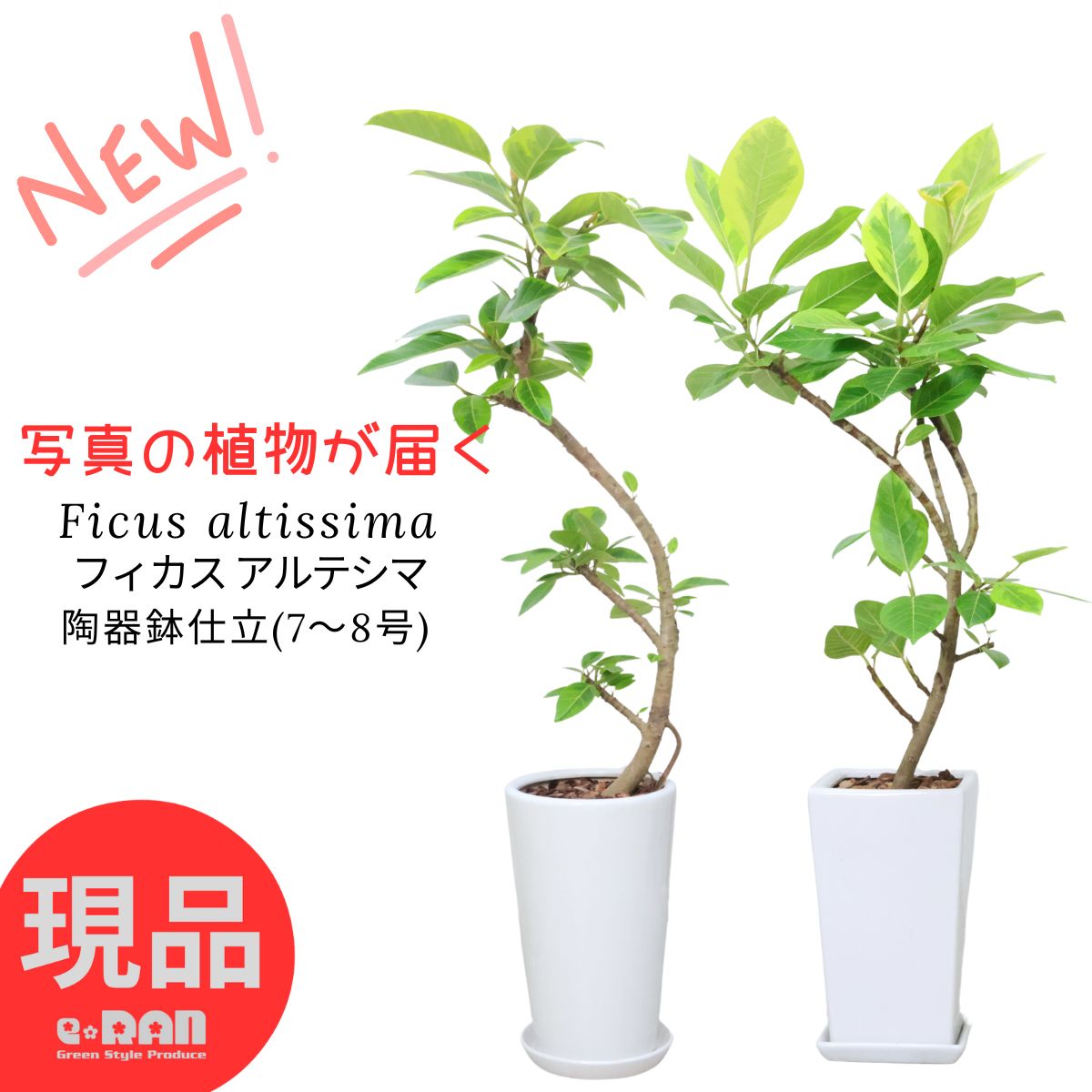 観葉草木の虫打つ手