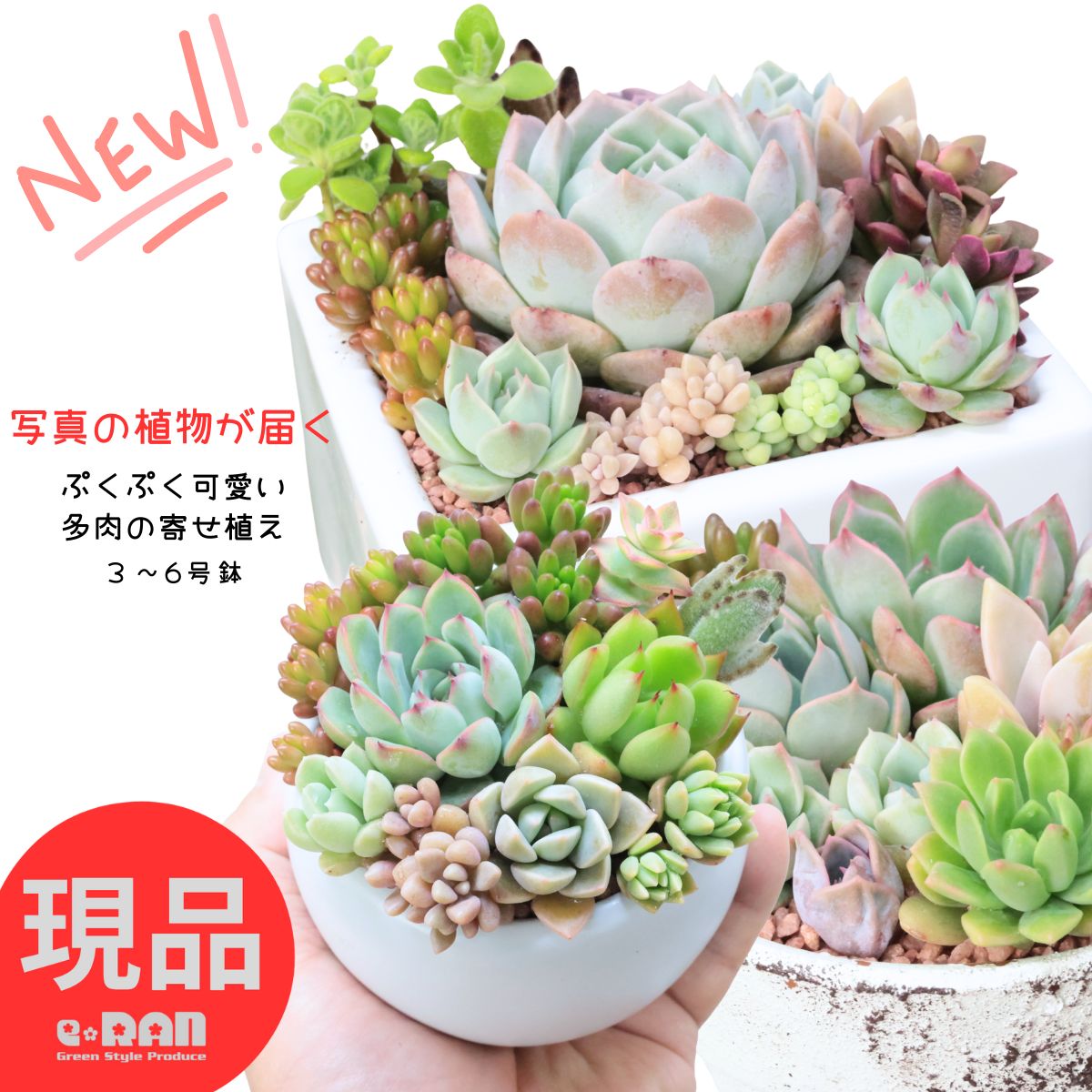 楽天市場】これだけで作れる！エケベリア 寄せ植えキット カット