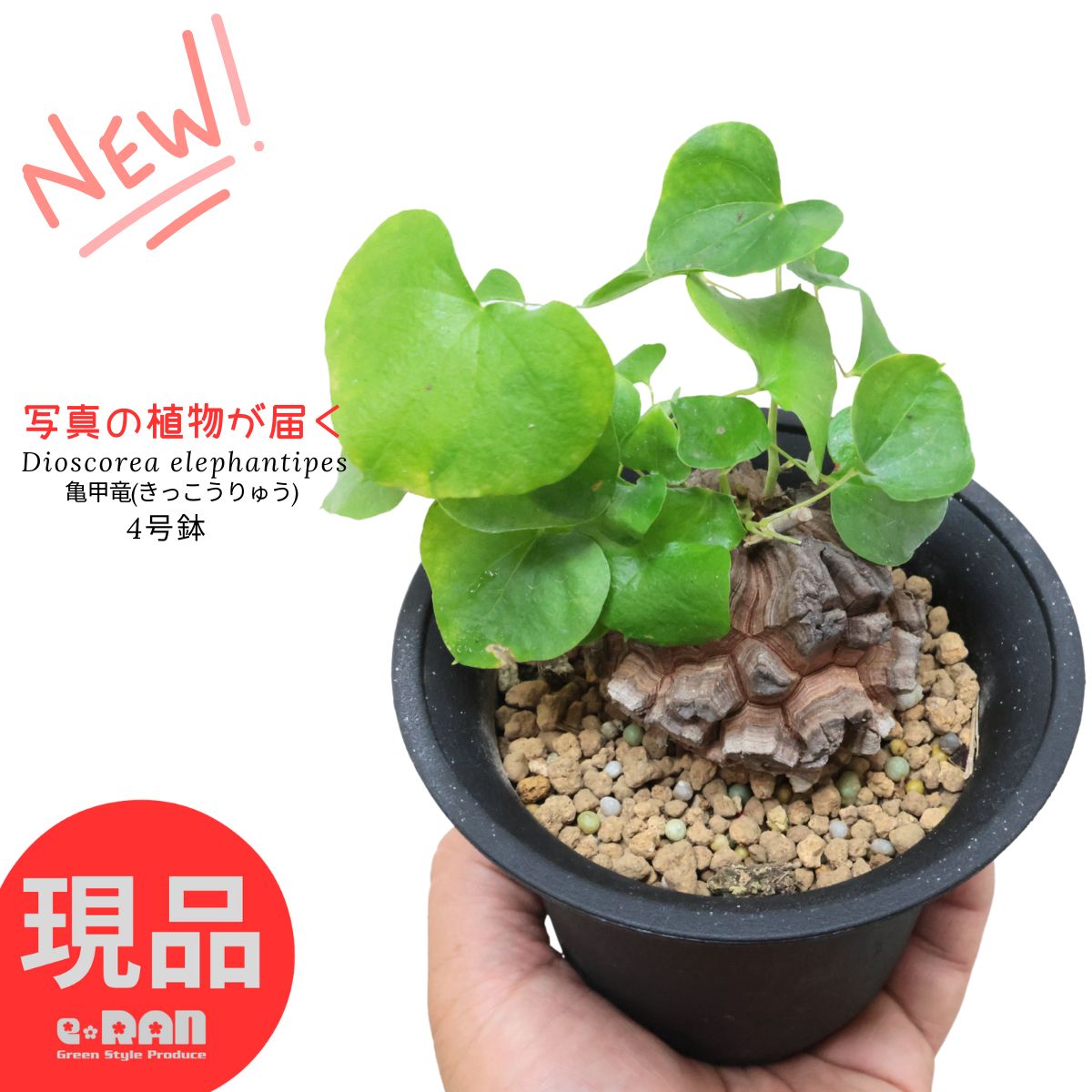 r*n様 メキシコ亀甲竜①　２０センチオーバー　特大株　セラアート丸鉢３３　現品 メキシコ亀甲竜① 特大株 セラアート丸鉢33 特選品 鉢ごと配送