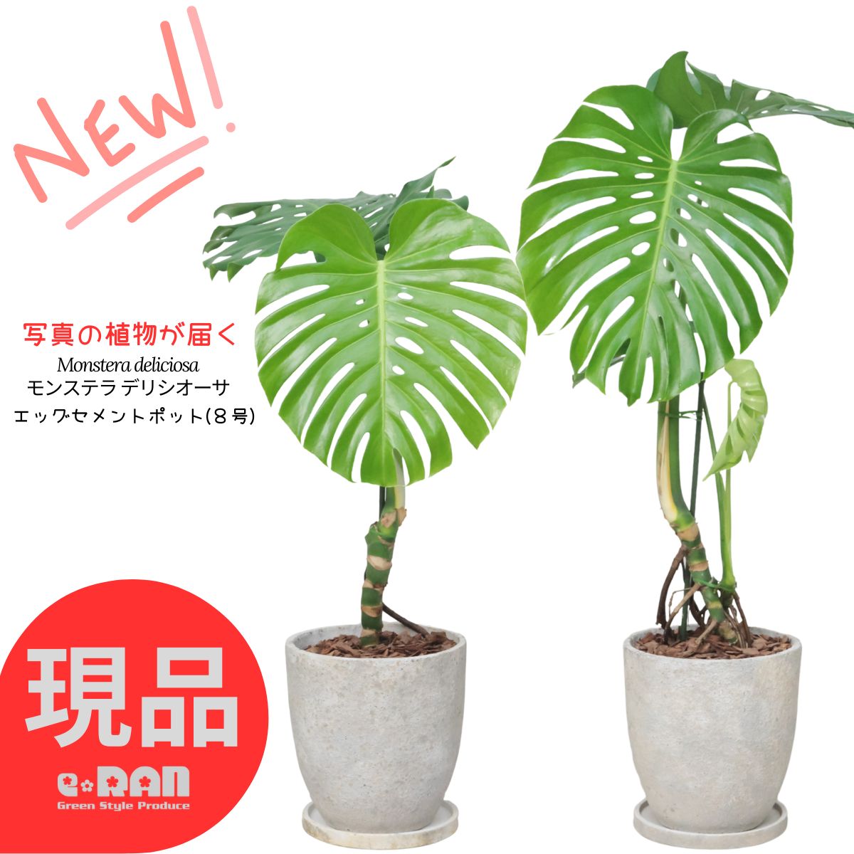 楽天市場】大株 アグラオネマ デーンサイアム 高さ約39cm エッグ