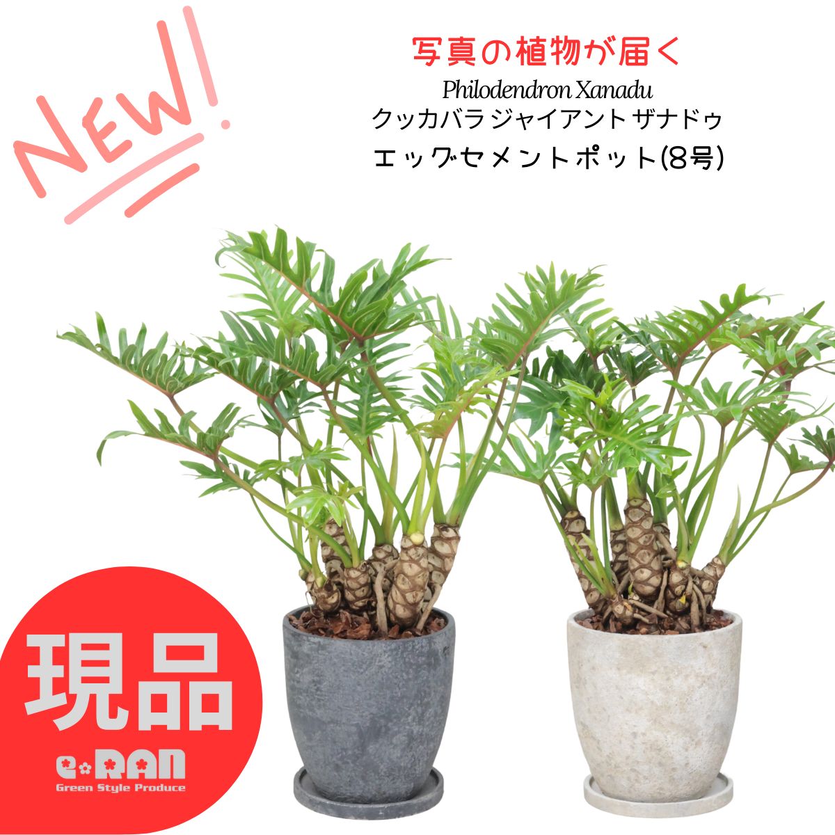 楽天市場】【選べる現品発送】 入手困難な幹上がり クッカバラ