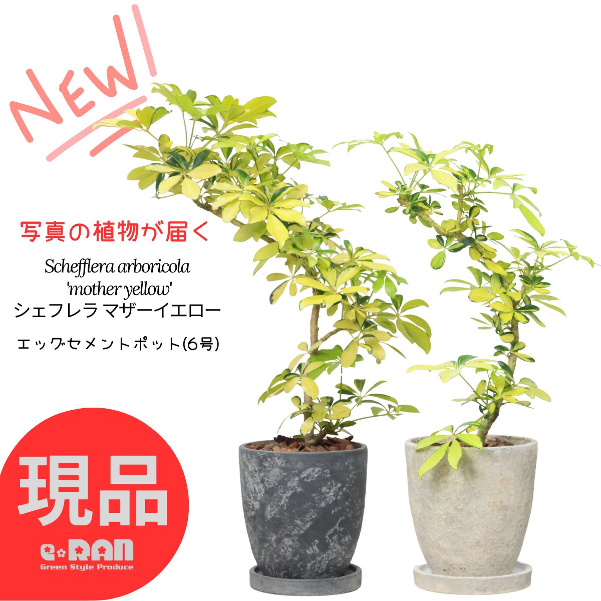 楽天市場】＼クーポン&ポイント／観葉植物 シェフレラ レナータ 金魚葉
